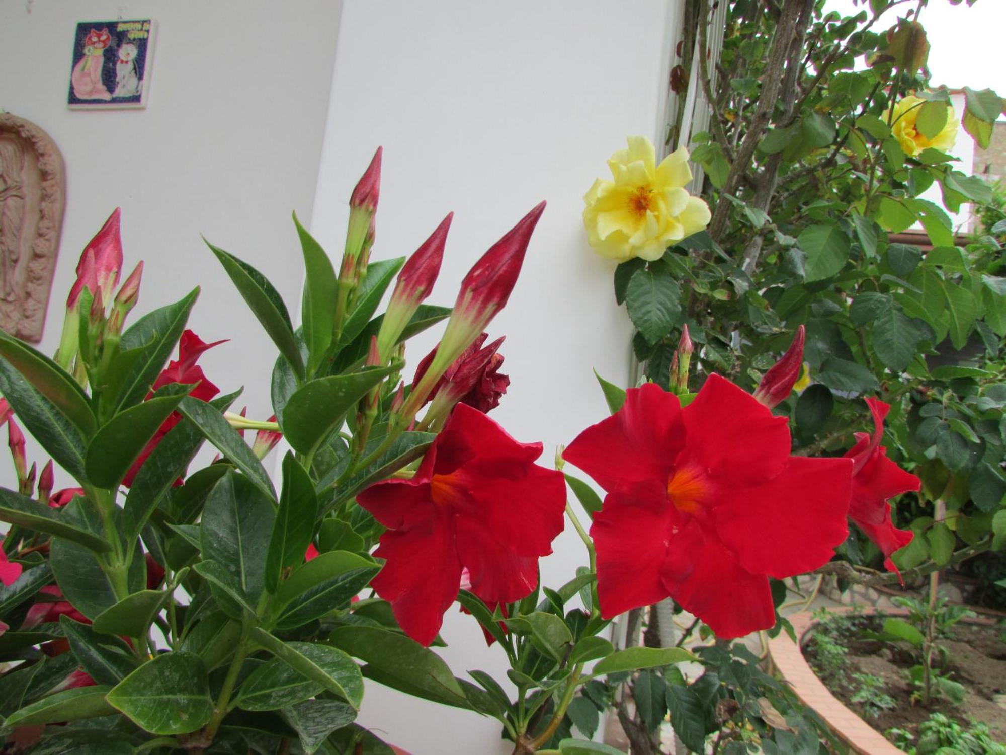 B&B Palazzo A Mare Capri Luaran gambar